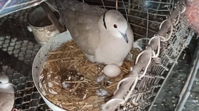 ГОЛУБИ ГОРЛИЦЫ КАК ЖИВУТ.2.05.2022. смотреть онлайн