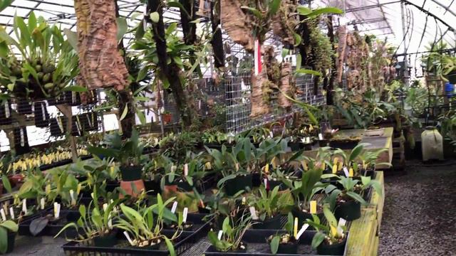 Al's orchid greenhouse 🌱 tour in Leesburg смотреть онлайн