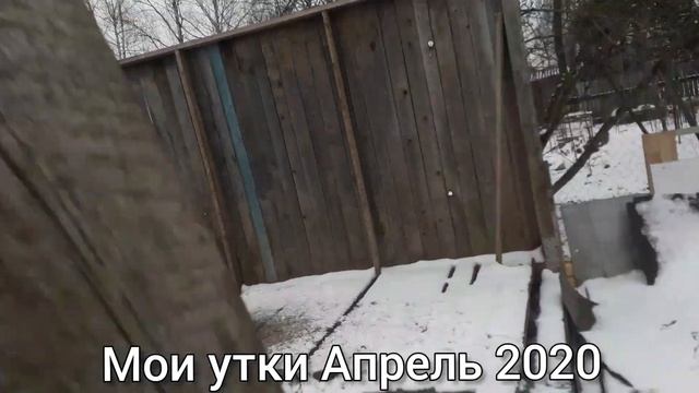 Мои утки мускус и украинская цветная. смотреть онлайн