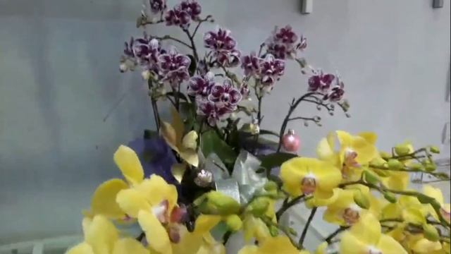 An orchid shop in Viet Tri, Phu Tho, Vietnam смотреть онлайн