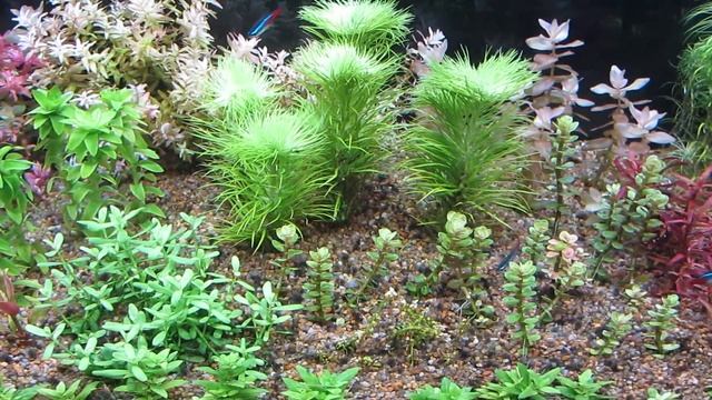 Перекись водорода против водорослей в аквариуме. Дозировки. смотреть онлайн