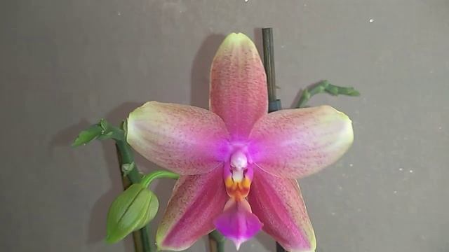 Фаленопсис черная жемчужина, цветоносы, и небольшой обзор орхидей смотреть онлайн