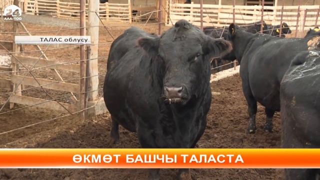 Өкмөт башчы Талас облусуна иш сапары менен барды смотреть онлайн