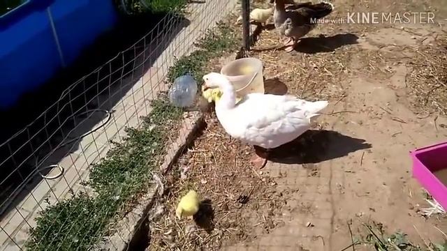 Гусь принимает суточных гусят?? смотреть онлайн