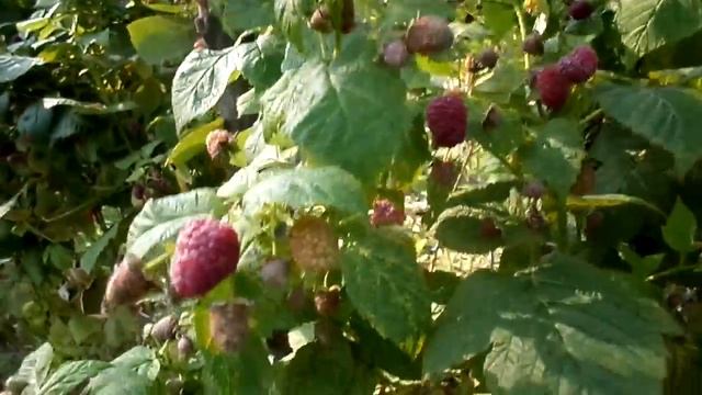 Малина Брусвяна смотреть онлайн