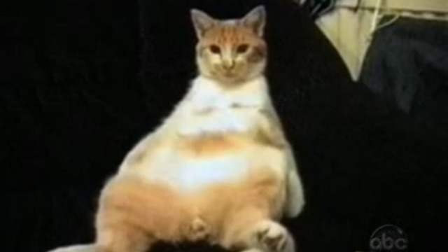 Подборка лучших котов смотреть онлайн