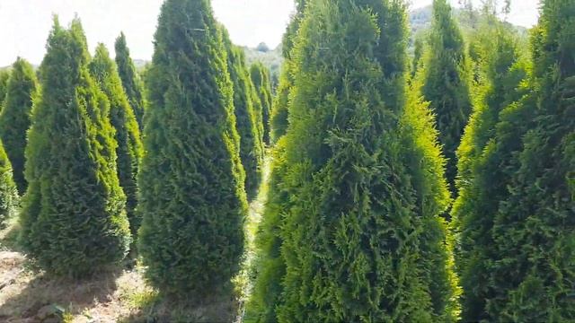 BEST Thuja occ. Smaragd смотреть онлайн