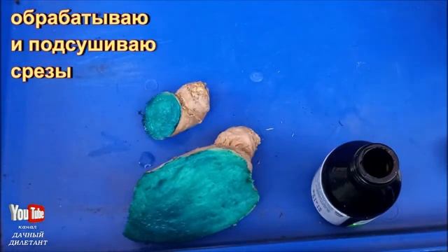 Имбирь. Выращиваем на подоконнике. смотреть онлайн