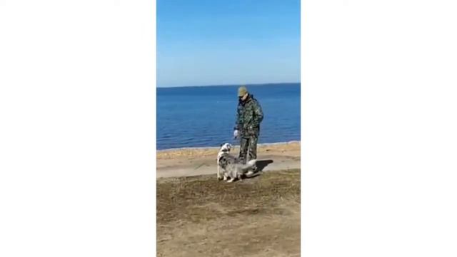 Прогулка собаки на 10 метровом поводке | Радик Аксанов смотреть онлайн
