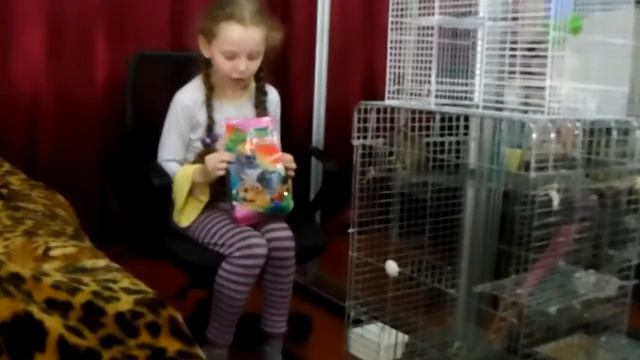 Что делать если ваша белка Дегу грызет клетку???? смотреть онлайн