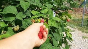 Малина Октавия - один из лучших поздних сортов летней малины