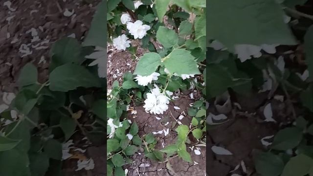 Чубушник легко размножается смотреть онлайн