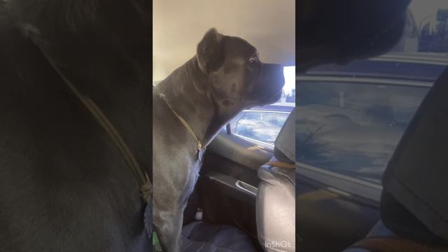 Охранник в действии #канекорсо #canecorso