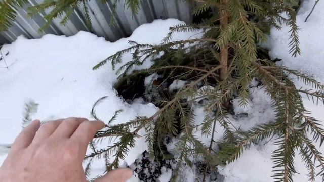 Осенняя посадка хвойников.Посадила ёлочку смотреть онлайн