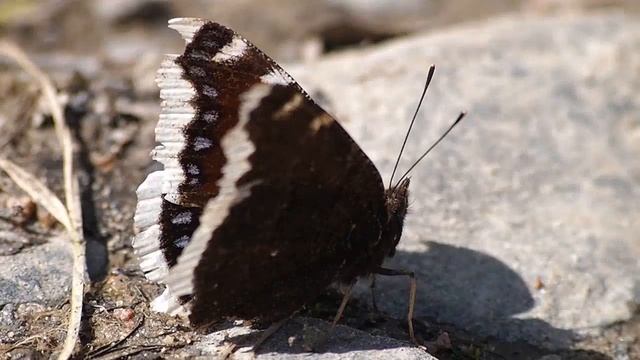 Suruvaippa - Nymphalis antiopa смотреть онлайн