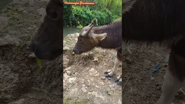 ФИЛИППИНЫ. ФИЛИППИНСКИЙ БУЙВОЛ КАРАБАО В ПРОВИНЦИИ ОСТРОВА СЕБУ смотреть онлайн