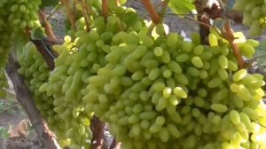 5 сортов кишмишей. Лучшие сорта кишмиша