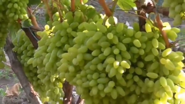 5 сортов кишмишей. Лучшие сорта кишмиша