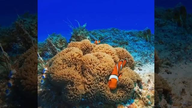 Кулинарные Изыски и Гурманство