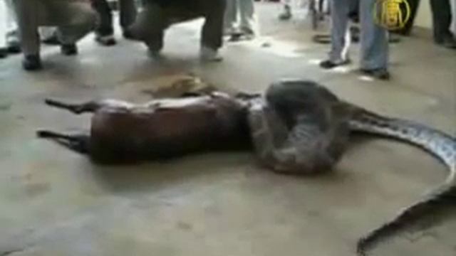 Python ate a deer with antlers Питон сожрал оленя вместе с рогами смотреть онлайн