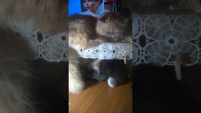 стесняюсь вас спросить,а куда меня здесь положить? смотреть онлайн