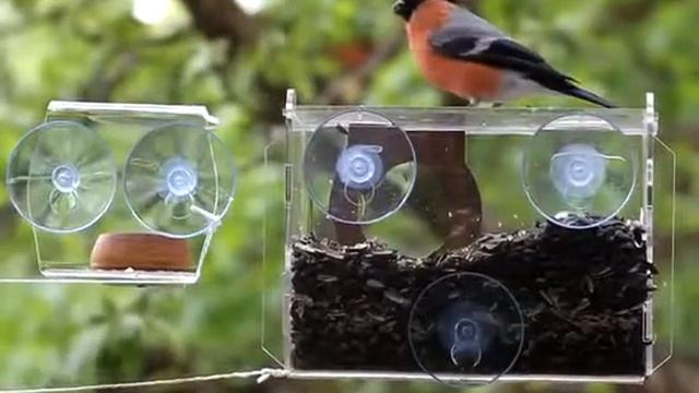 Кормушка на окно Фотокамера. Москва, весна, снегири, ждем птенцов