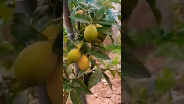 КАК РАСТЕТ КУМКВАТ смотреть онлайн