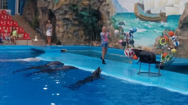 Морской котик "Боб" смотреть онлайн