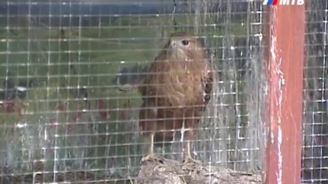 Передача "Православный храм" от 26 февраля 2017г. Первый Волгоградский. смотреть онлайн