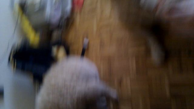 "Тушканчик" любит ряженку. И Тапиока тоже! смотреть онлайн