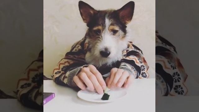 собака с руками человека. Прикол, юмор, dog good смотреть онлайн