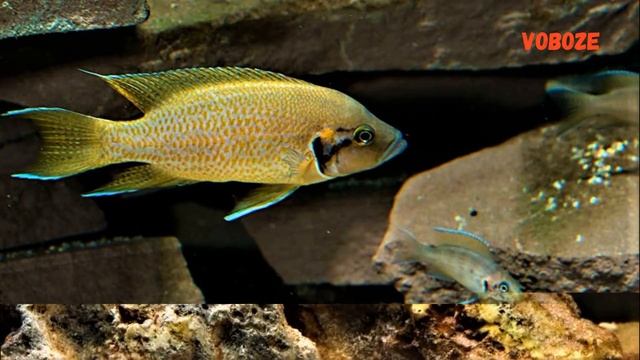 Цихлида Принцесса Бурунди. Содержание в аквариуме, разведение, совместимость, чем кормить смотреть онлайн