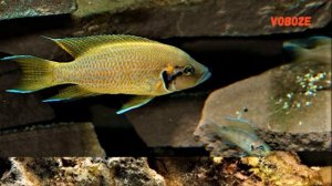 Цихлида Принцесса Бурунди. Содержание в аквариуме, разведение, совместимость, чем кормить