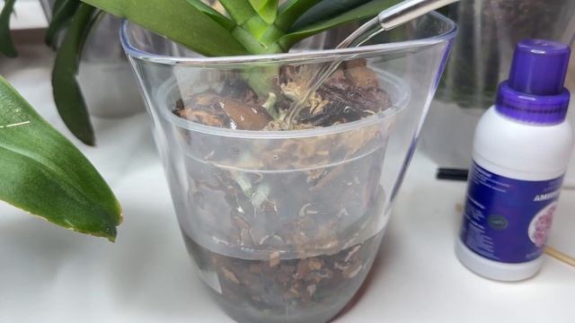 Полив орхидей ВИТАМИНАМИ на лето / Когда поливать орхидеи смотреть онлайн