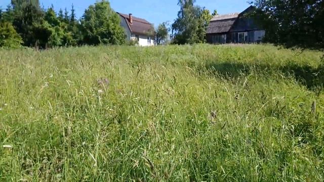 Сколько можно накосить ручной косой за два часа? Заготавливаем сено. смотреть онлайн