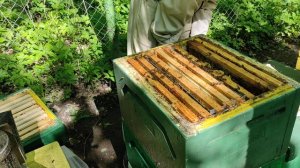 Вывод маток, Джентерский сот. День первый.