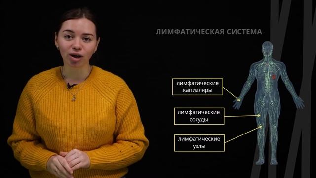 Кровь, тканевая жидкость, лимфа | Биология смотреть онлайн