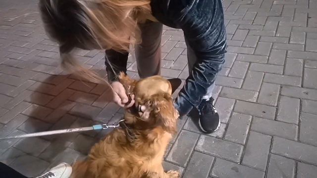 VLOG ЕДЕМ ДОМОЙ НА ПОЕЗДЕ С СОБАКОЙ смотреть онлайн