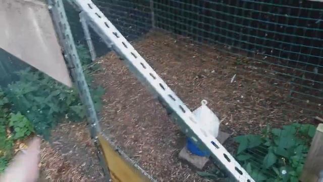 ОБЗОР МОЕЙ ВОЛЬЕР ГОЛУБЯТНИ, MEIN VOLIERE TAUBENSCHLAG, MY PIGEON LOFT – 18.10.2020