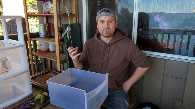 How to Start Your Own Meal Worm Farm to Feed Your Chickens (Part 1) смотреть онлайн