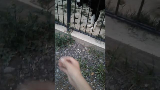 Туркменский Алабай смотреть онлайн