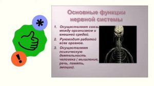 Нервная система. Человек и мир. 3 класс