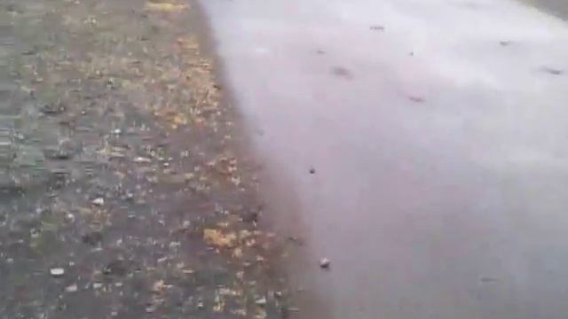 Dobermann King, 7 Monate Kassel смотреть онлайн