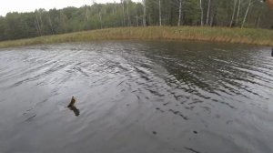 Обзор воблера Jackall Mag Squad 128SP