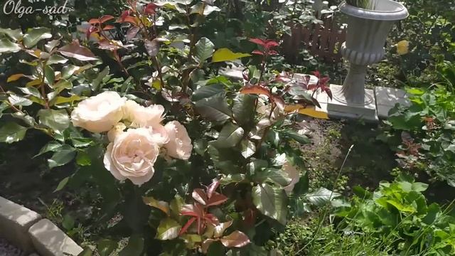 Прогулка по саду с розами. Середина июля. смотреть онлайн