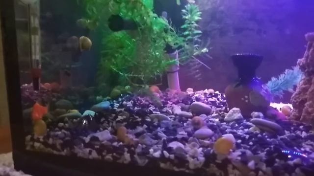 Аквариум с барбусами. Знакомство. смотреть онлайн