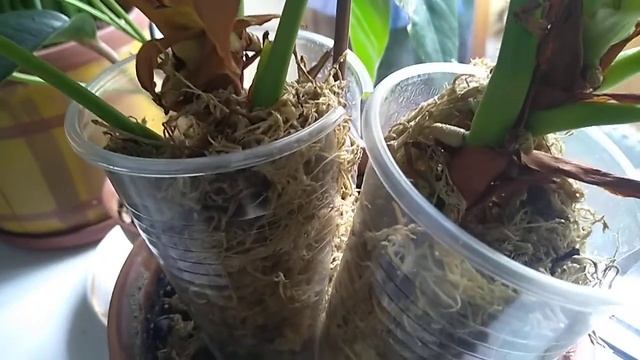 Детка орхидеи даёт корни. Росточки Каланхое. Юкка без корней. смотреть онлайн