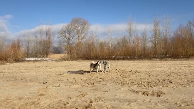 Маламут и акита ИГРЫ смотреть онлайн