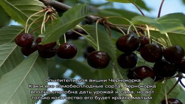 Обязательно посадите опылители для вишни Чернокорка, чтобы всегда иметь богатый урожай смотреть онлайн