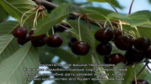 Обязательно посадите опылители для вишни Чернокорка, чтобы всегда иметь богатый урожай